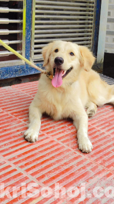 Golden Retriver Male Dog